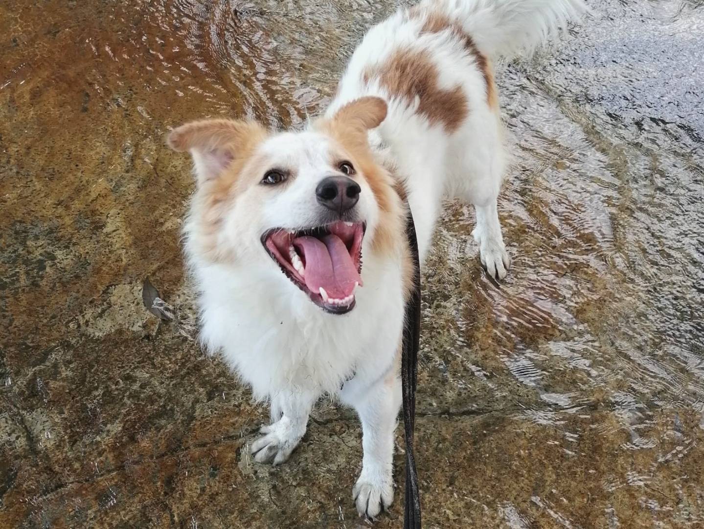 Foto dell'animale