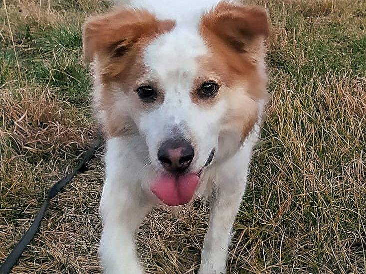 Adotta un cane, maschio, 6 anni  e 9 mesi , Torino
