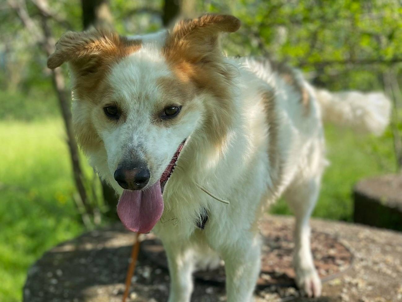 Adotta un cane, taglia media contenuta, maschio, Torino