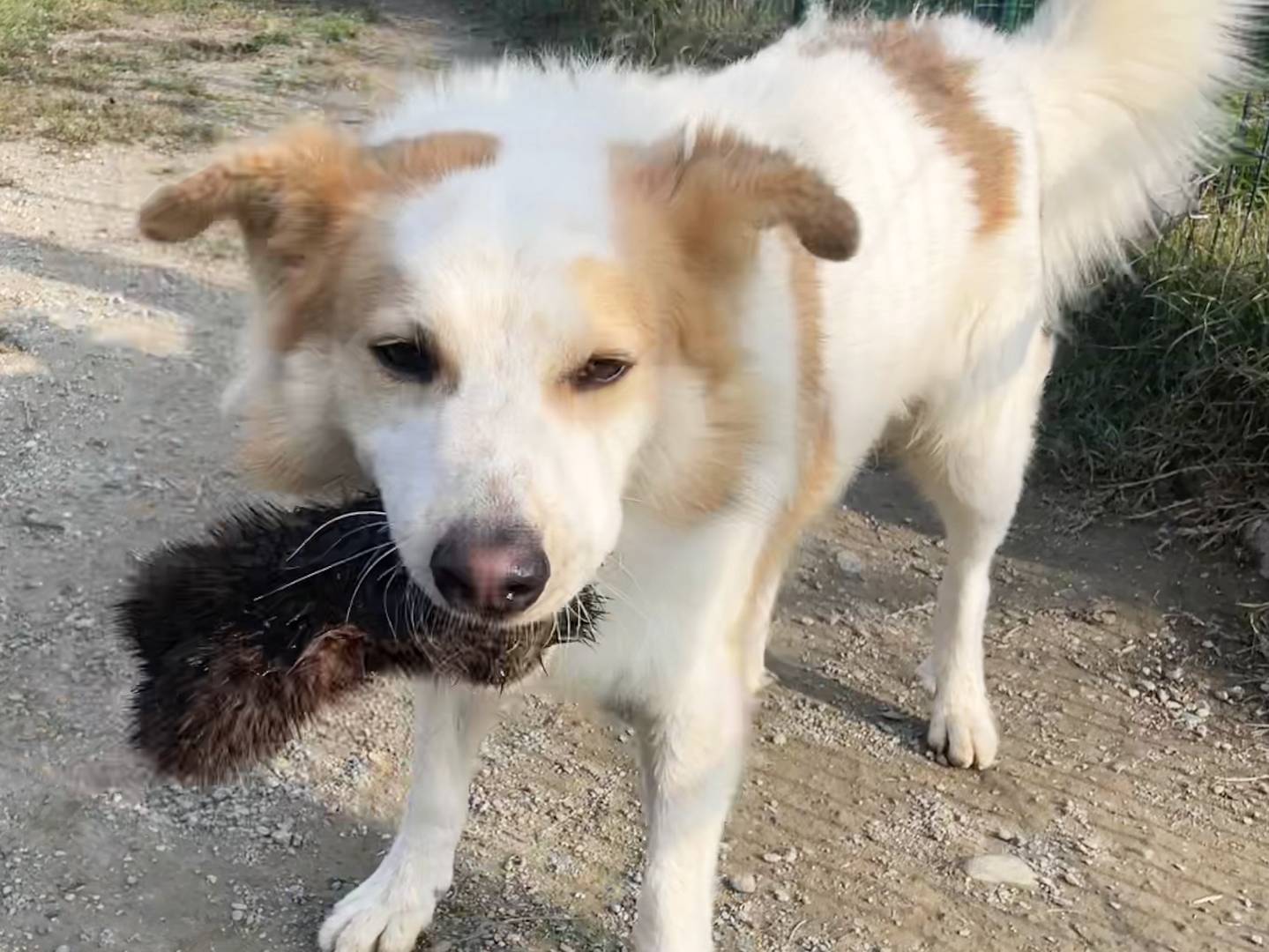 Adotta il cane Gustavo a Torino