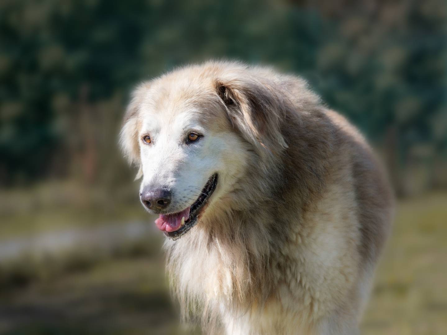 Foto dell'animale
