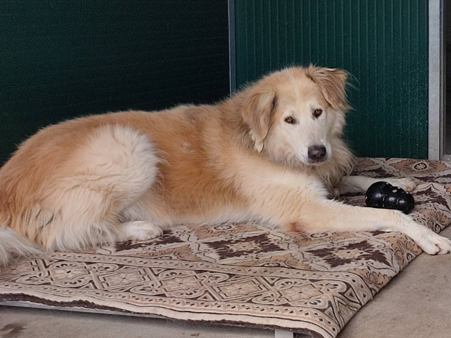 Adotta un cane, maschio, 9 anni  e 10 mesi , Torino