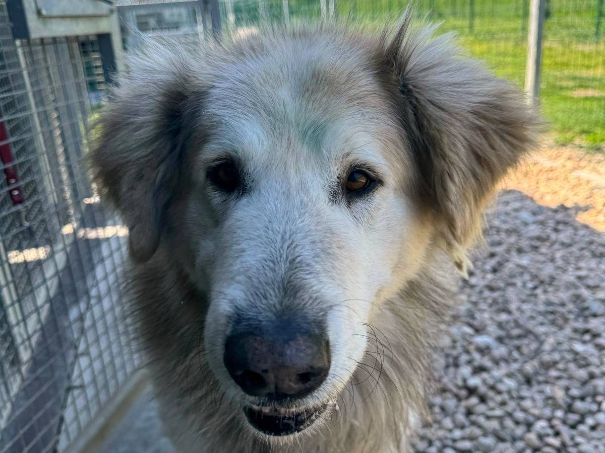 Adotta un cane, taglia gigante, maschio, Torino