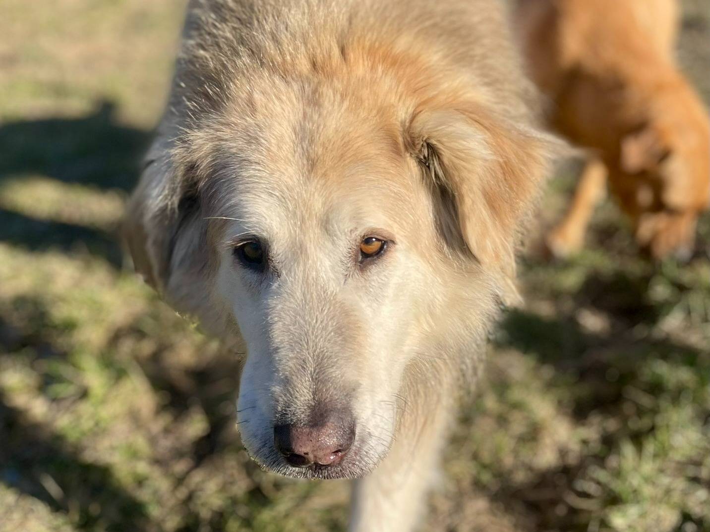 Vuoi adottare un cane a Torino?