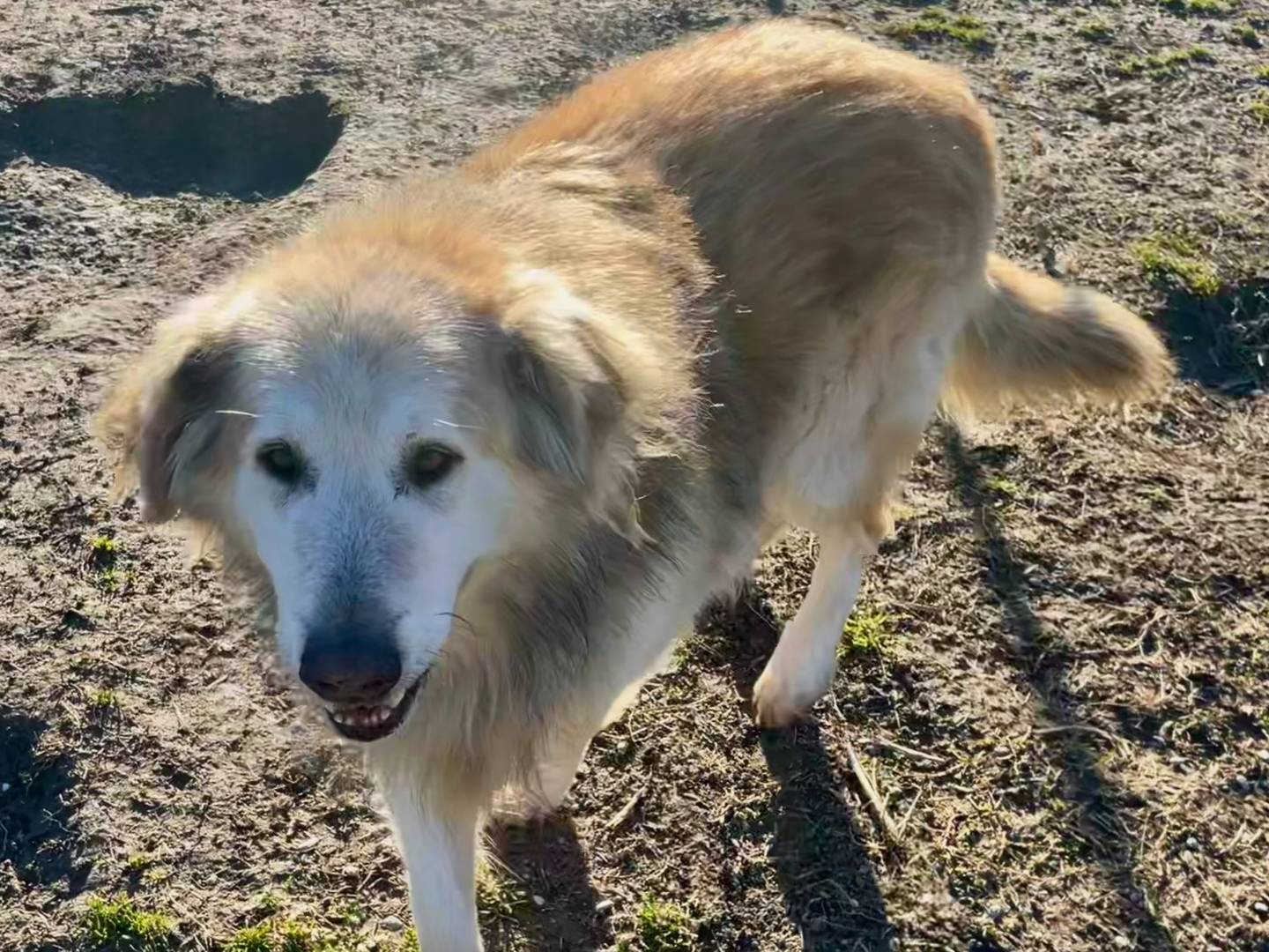 Adotta il cane Tabor a Torino