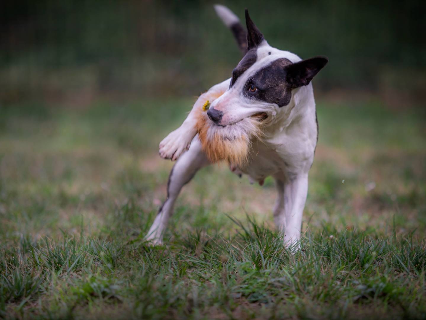 Adozione cane, femmina, Bull Terrier Razza sconosciuta, 10 anni  e 7 mesi , taglia media, Torino