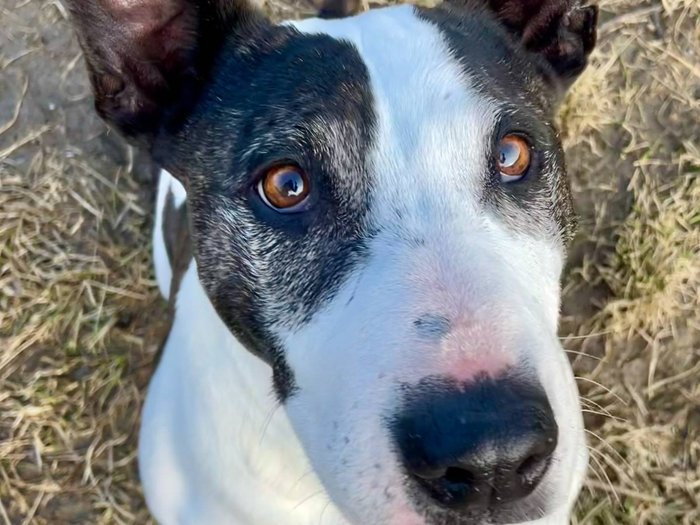 Adotta un cane, femmina, 10 anni  e 7 mesi , Torino