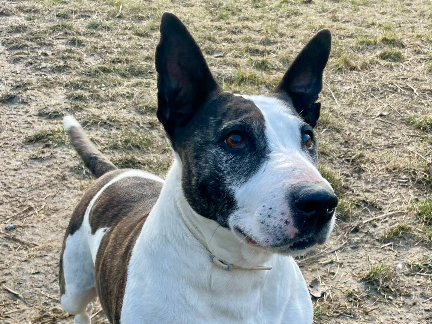 Adotta un cane, taglia media, femmina, Torino