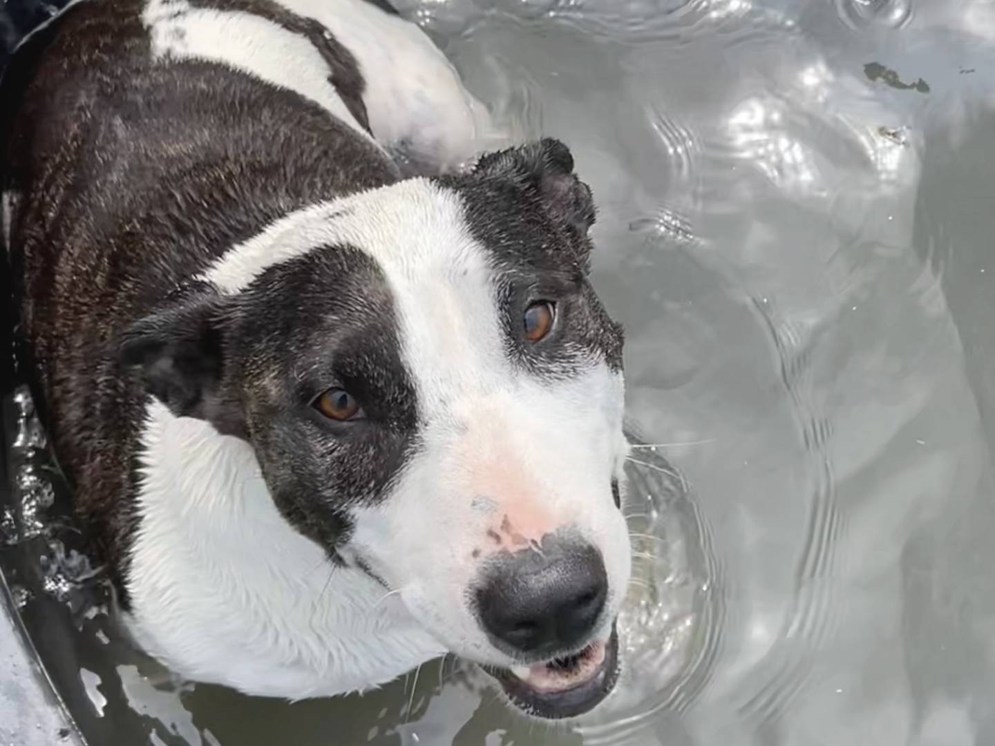 Vuoi adottare un cane a Torino?
