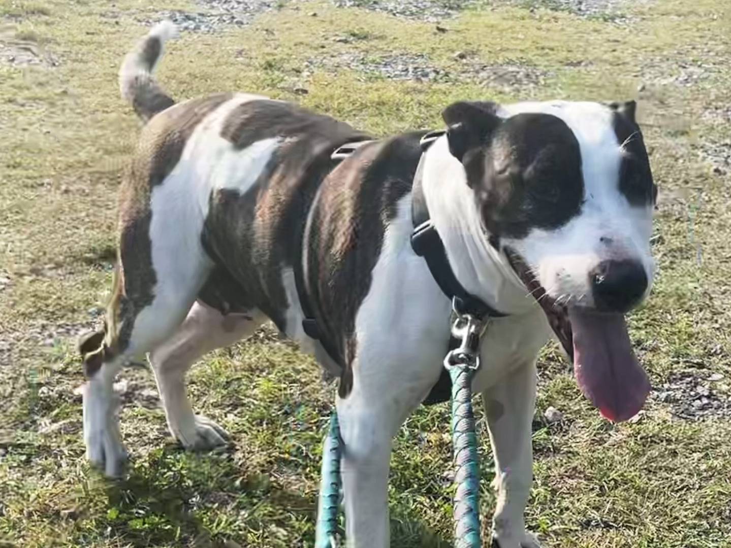 Adotta il cane Mia a Torino