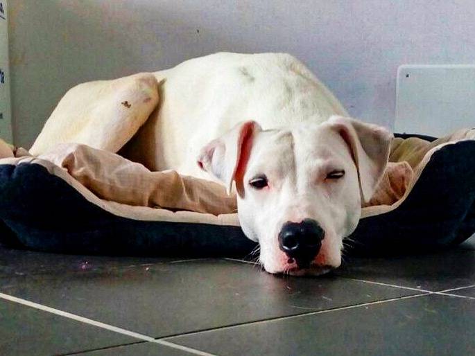 Adotta un cane, maschio, 8 anni  e 10 mesi , Torino