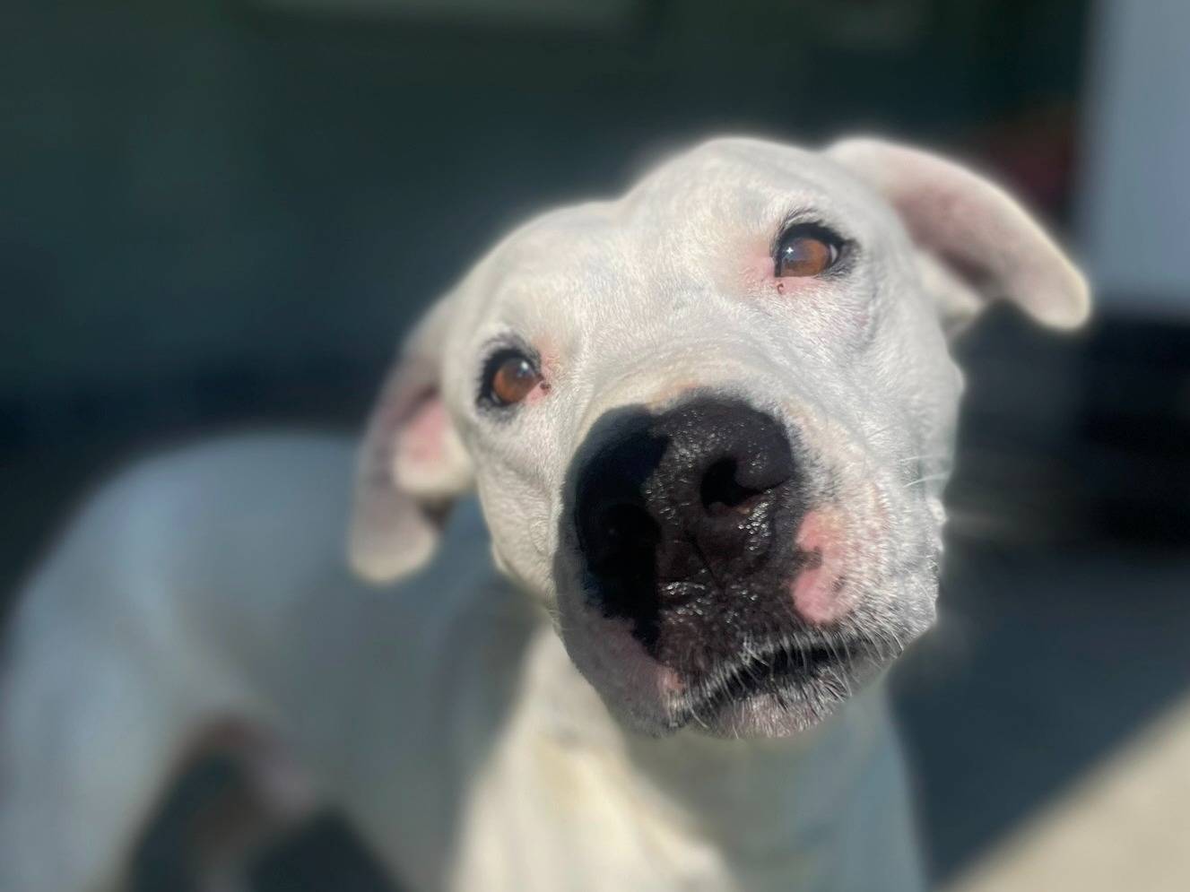 Adotta un cane, taglia grande, maschio, Torino