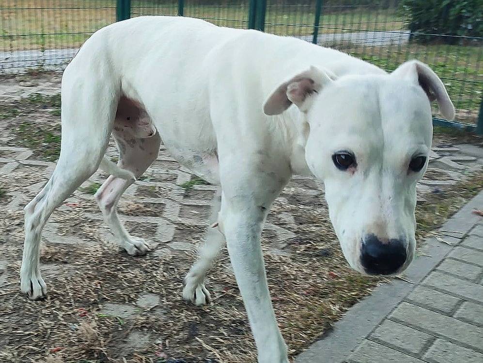 Adotta il cane Hansel a Torino