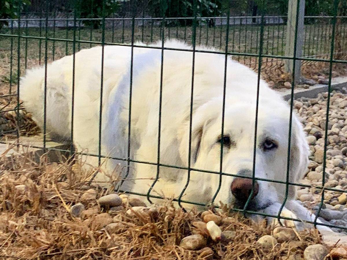 Adotta un cane, maschio, 7 anni  e 11 mesi , Torino