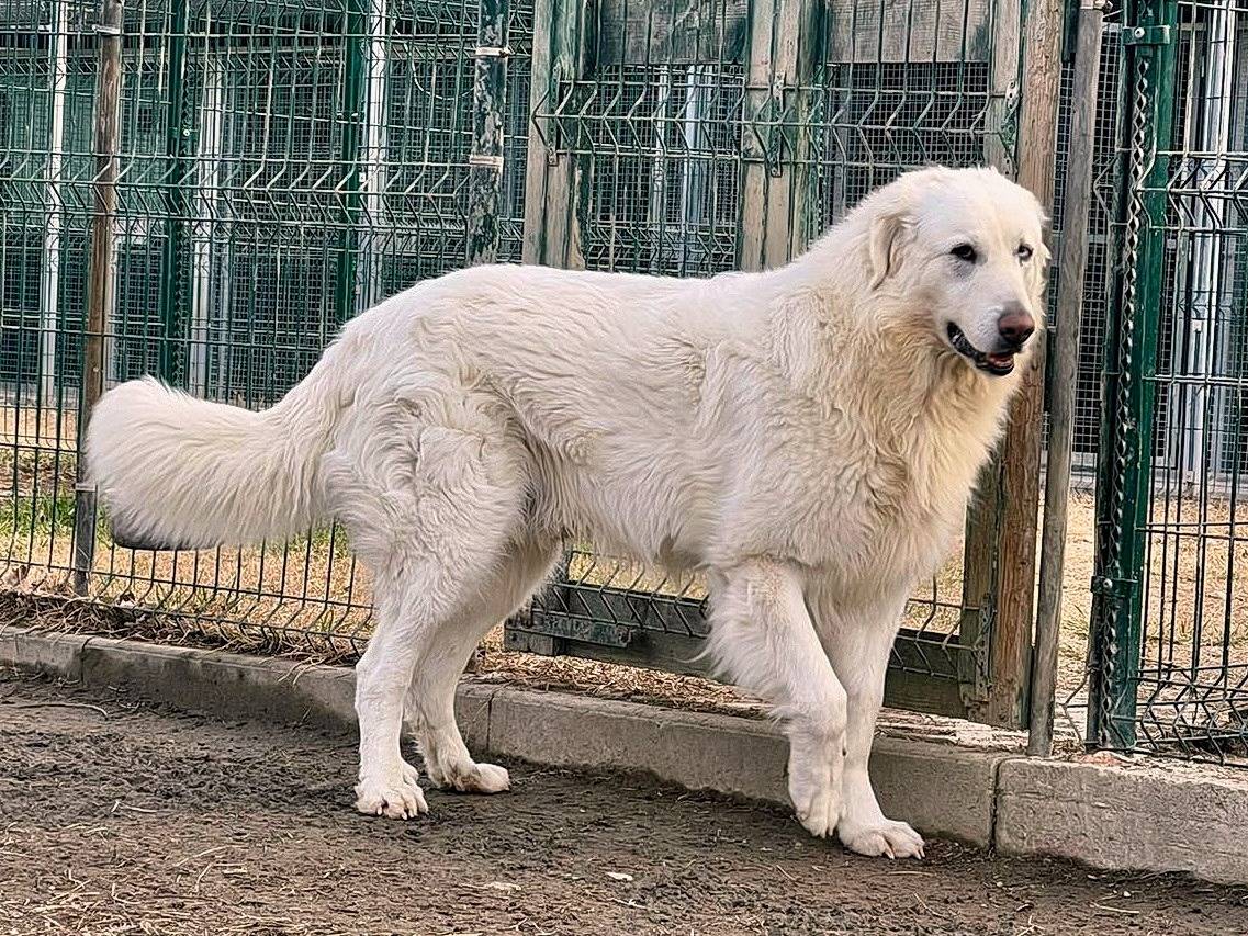 Adotta il cane Tortuga a Torino