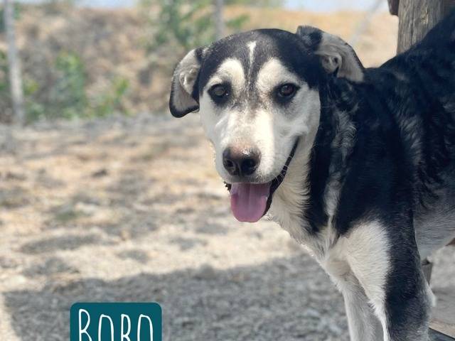 Adozione cane, maschio, Razza sconosciuta Razza sconosciuta, 3 anni e 10 mesi, taglia media, Crotone