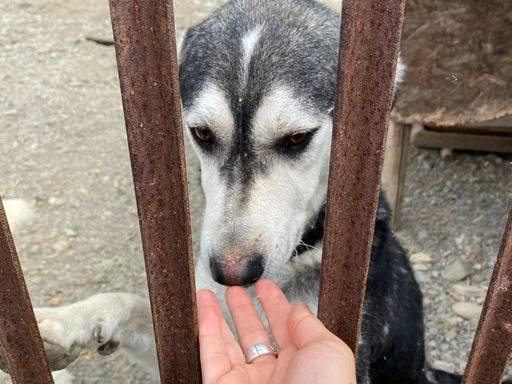 Adotta un cane, maschio, 3 anni e 10 mesi, Crotone