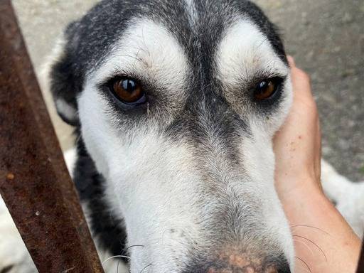 Adotta un cane, taglia media, maschio, Crotone