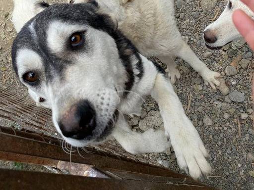 Vuoi adottare un cane a Crotone?