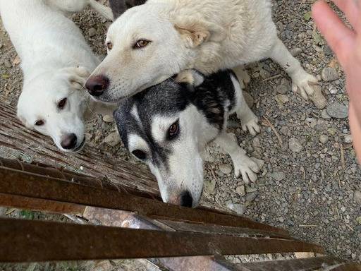 Adotta il cane bobo a Crotone