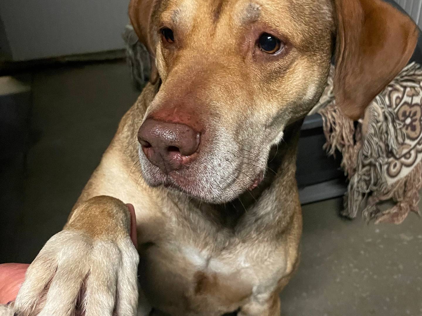 Adotta un cane, maschio, 7 anni  e 6 mesi , Torino