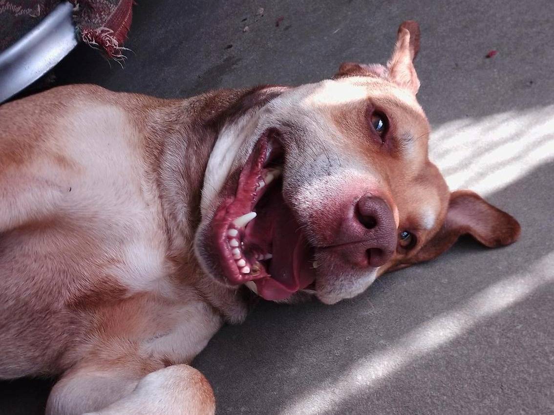 Adotta un cane, taglia grande, maschio, Torino