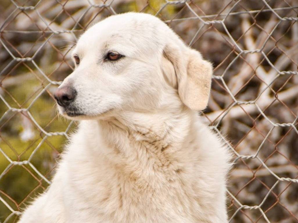 Foto dell'animale