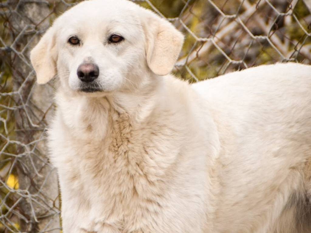 Adotta un cane, femmina, 3 anni , Crotone