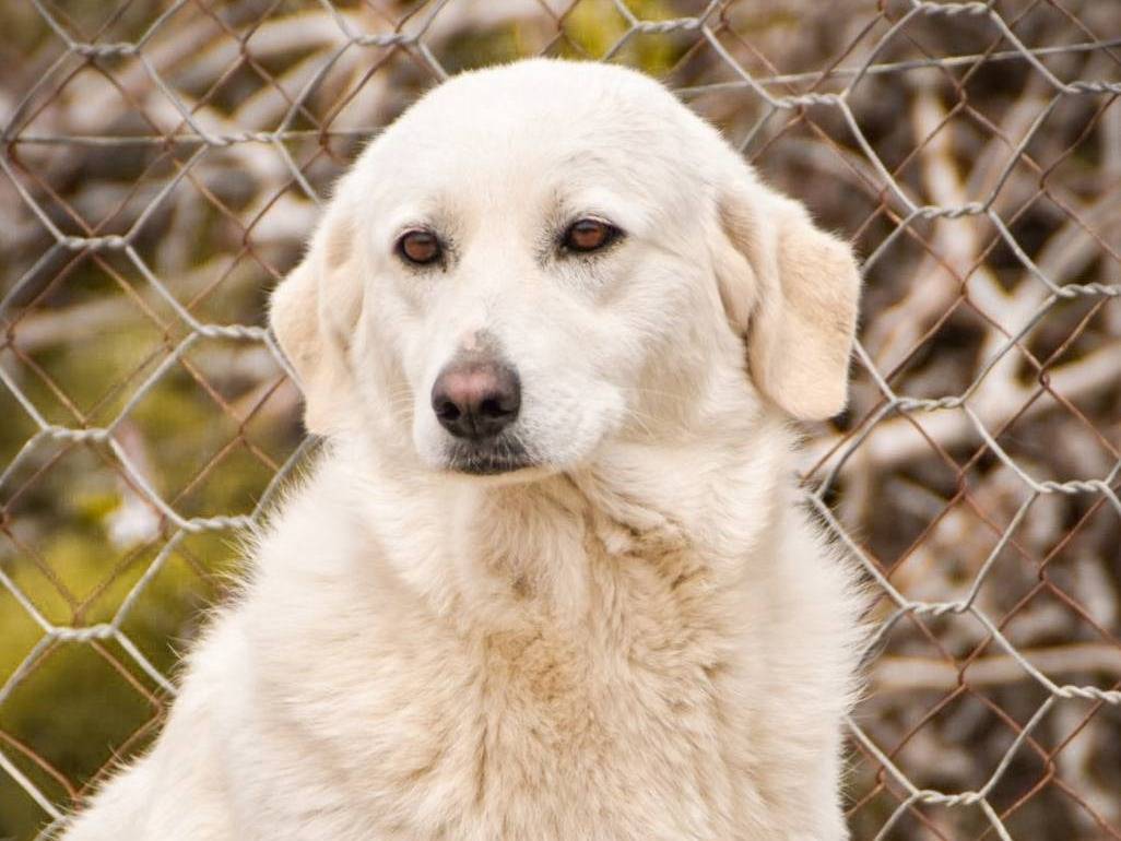 Vuoi adottare un cane a Crotone?