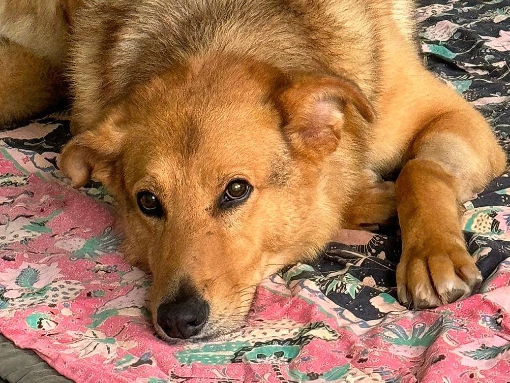 Vuoi adottare un cane a Torino?