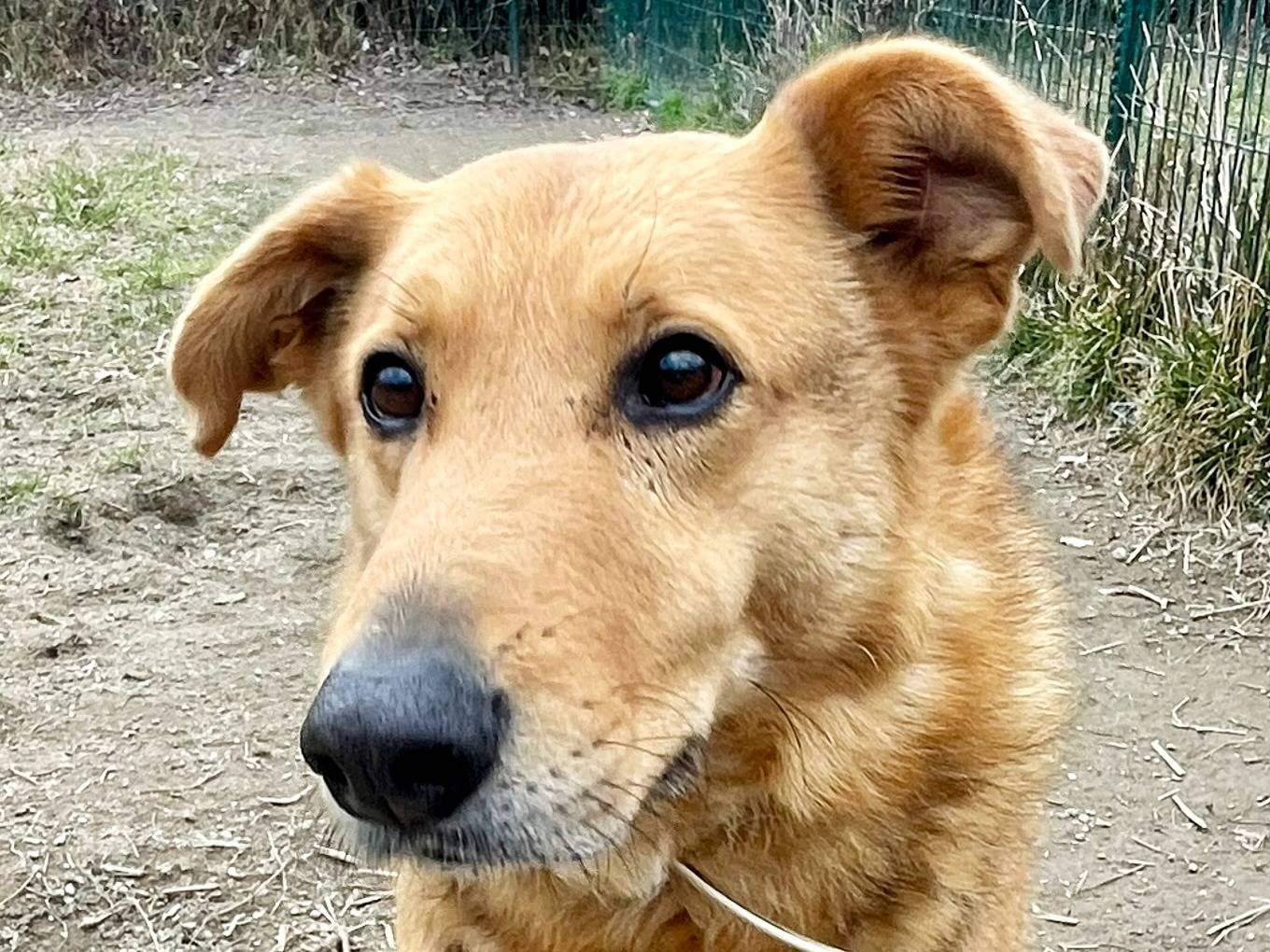Adotta il cane Balto a Torino