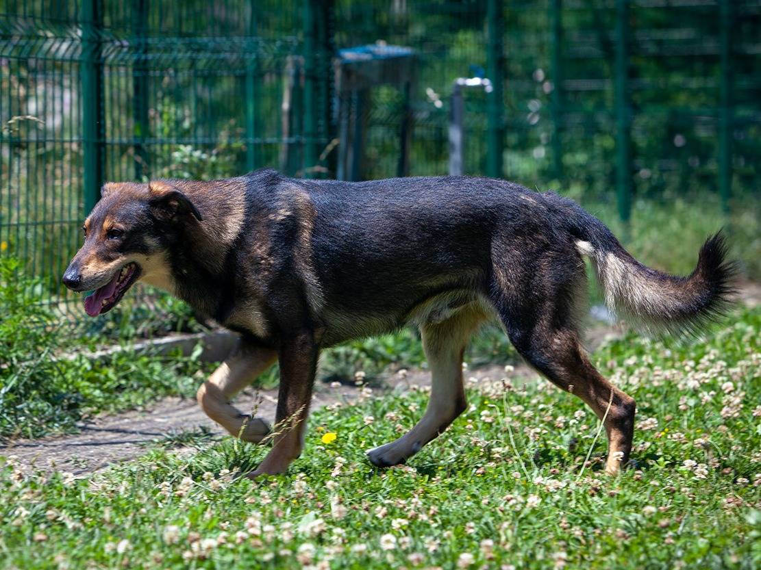 Foto dell'animale