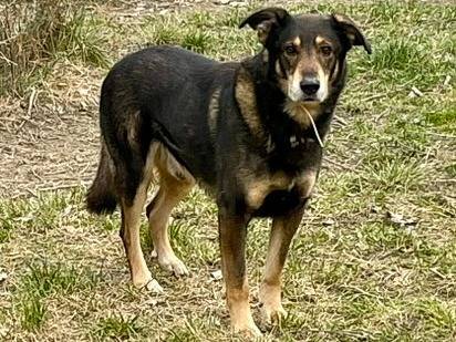Adotta un cane, maschio, 7 anni  e 10 mesi , Torino