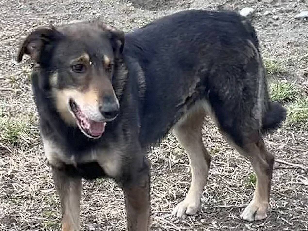 Adotta un cane, taglia media, maschio, Torino