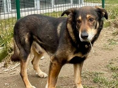 Adotta il cane Baloo a Torino