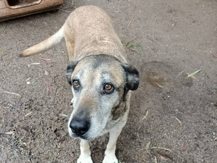 Adozione cane, femmina, Razza sconosciuta Razza sconosciuta, 12 anni e 1 mese, taglia media, Crotone