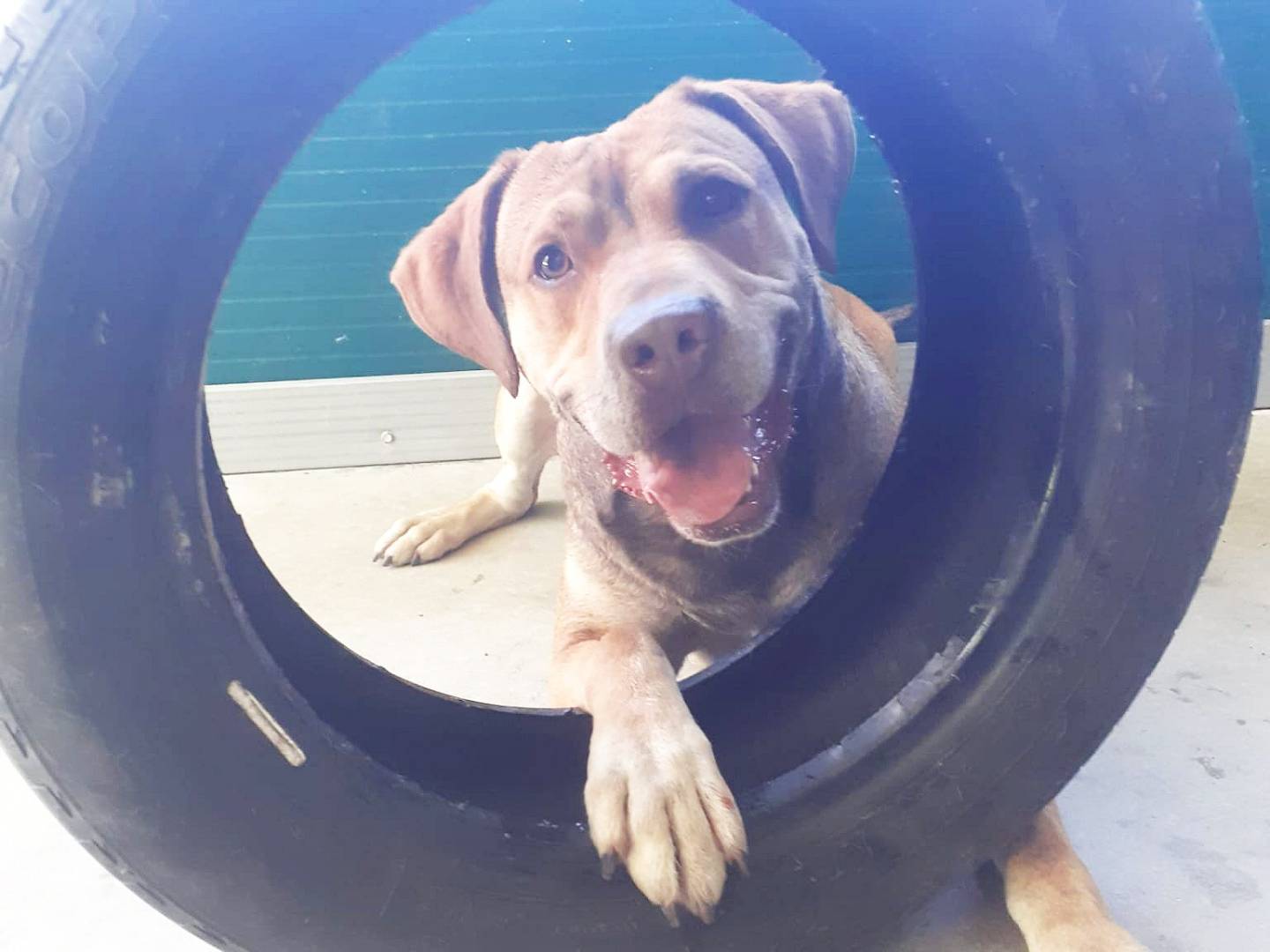 Vuoi adottare un cane a Torino?