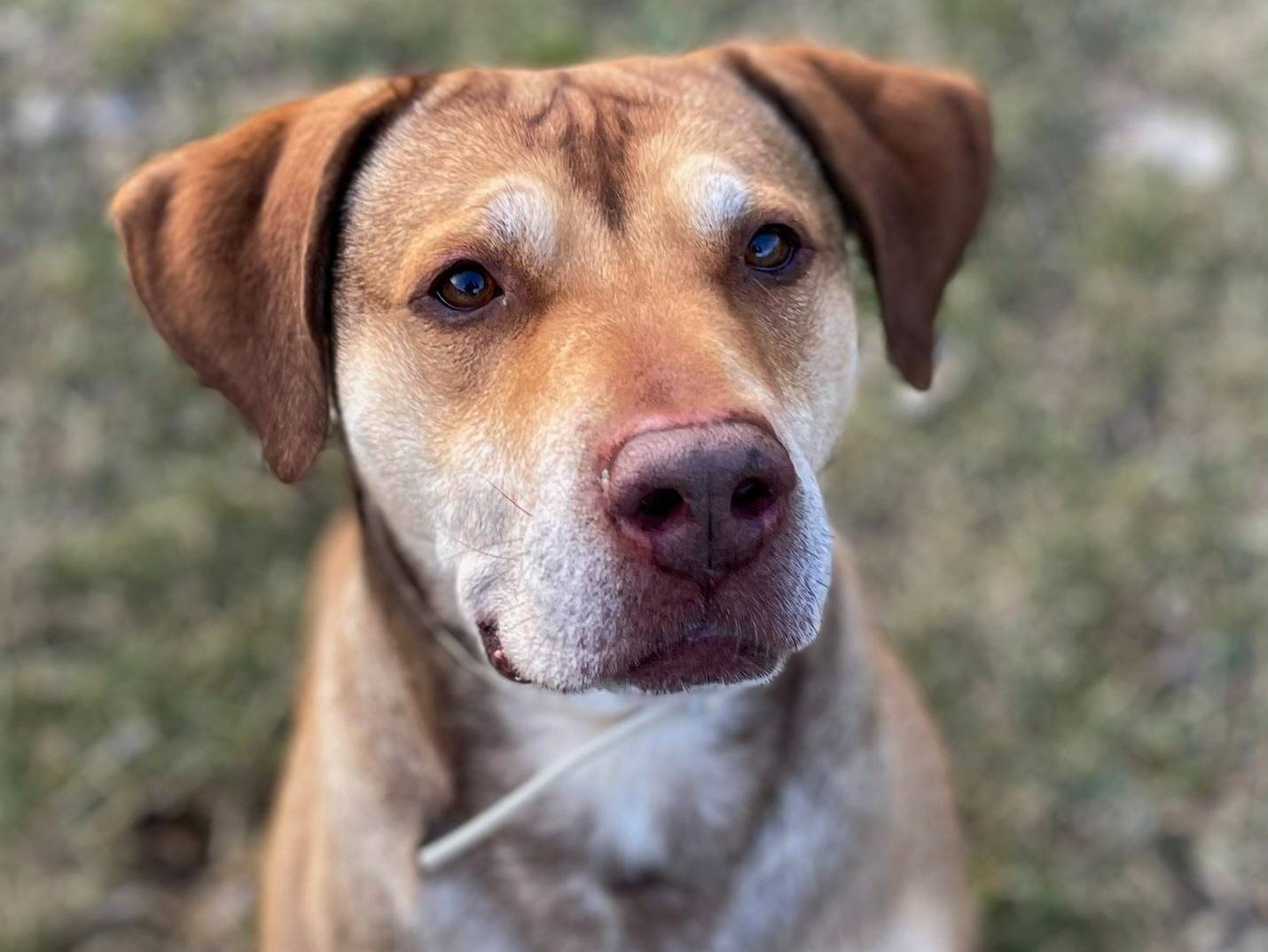 Adotta il cane Bully a Torino