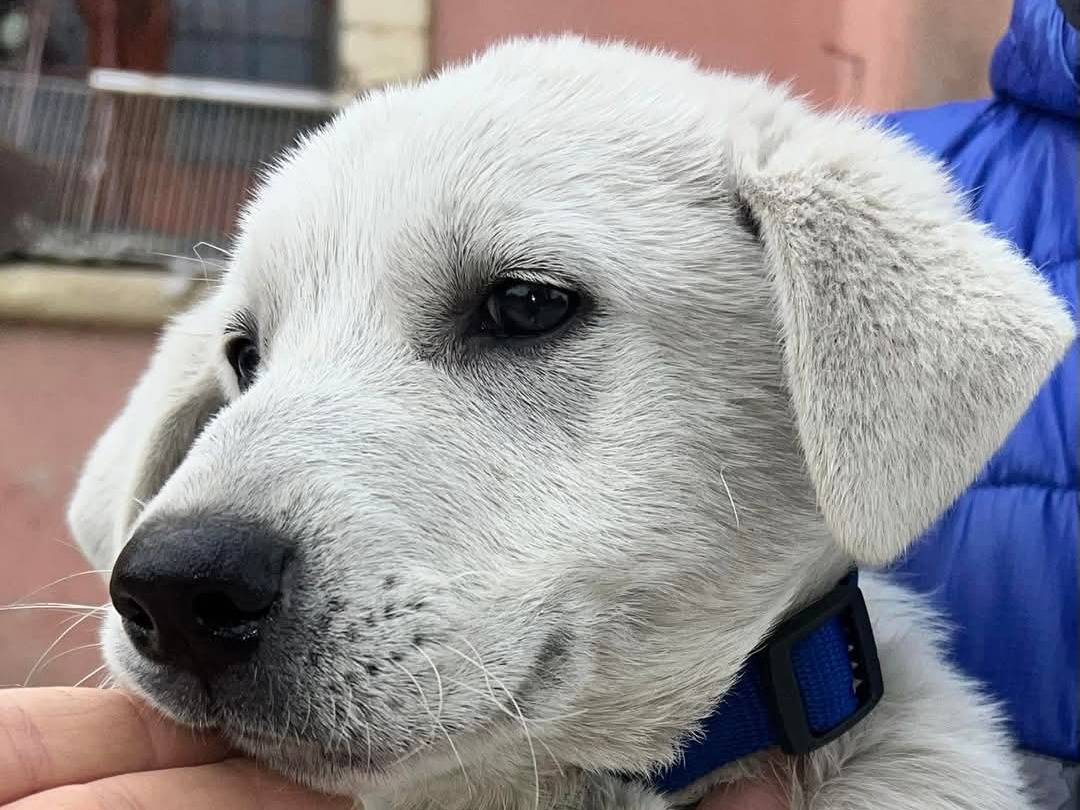 Adotta un cane, maschio, 4 mesi, Crotone