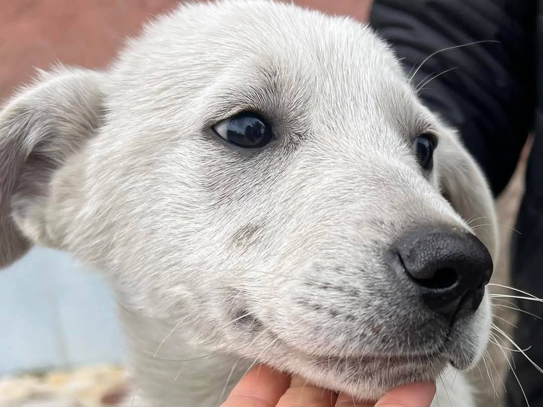 Adotta un cane, taglia media, maschio, Crotone