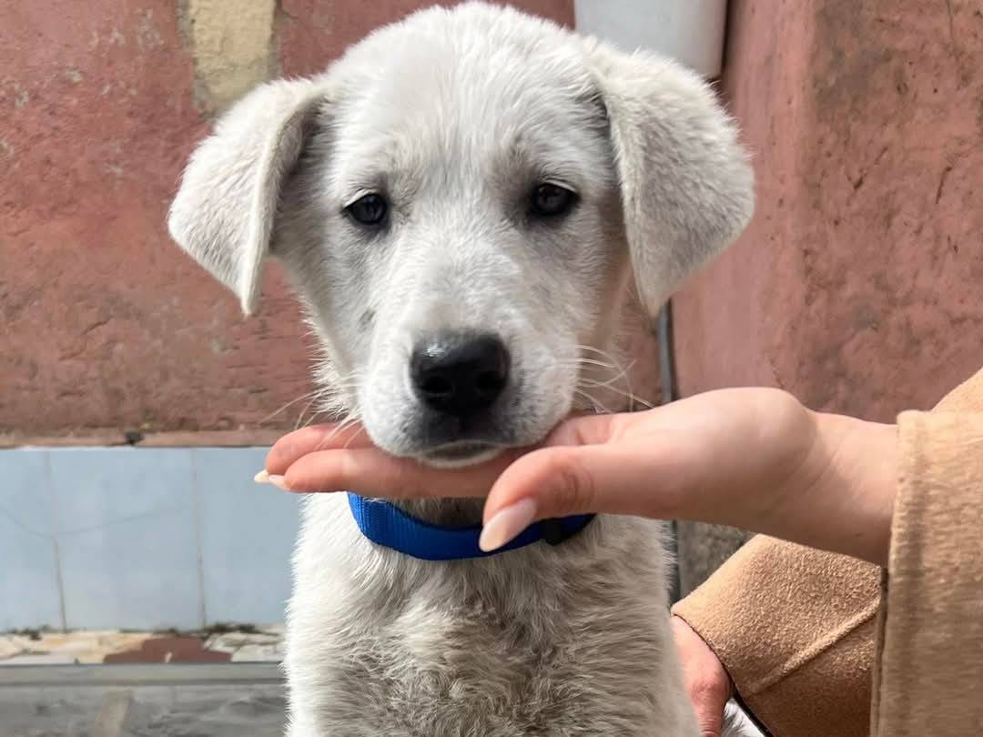 Vuoi adottare un cane a Crotone?
