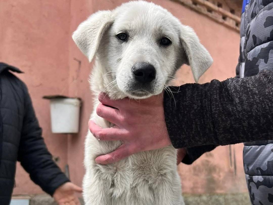 Adotta il cane JERRY  a Crotone