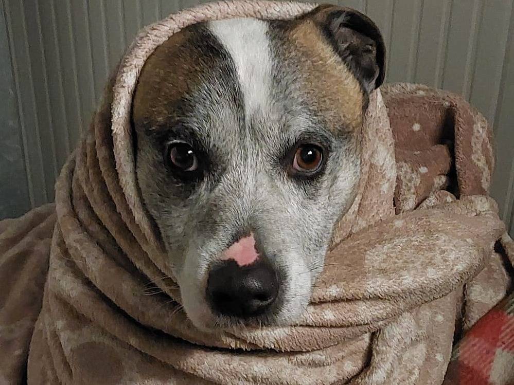 Adotta un cane, maschio, 8 anni  e 10 mesi , Torino