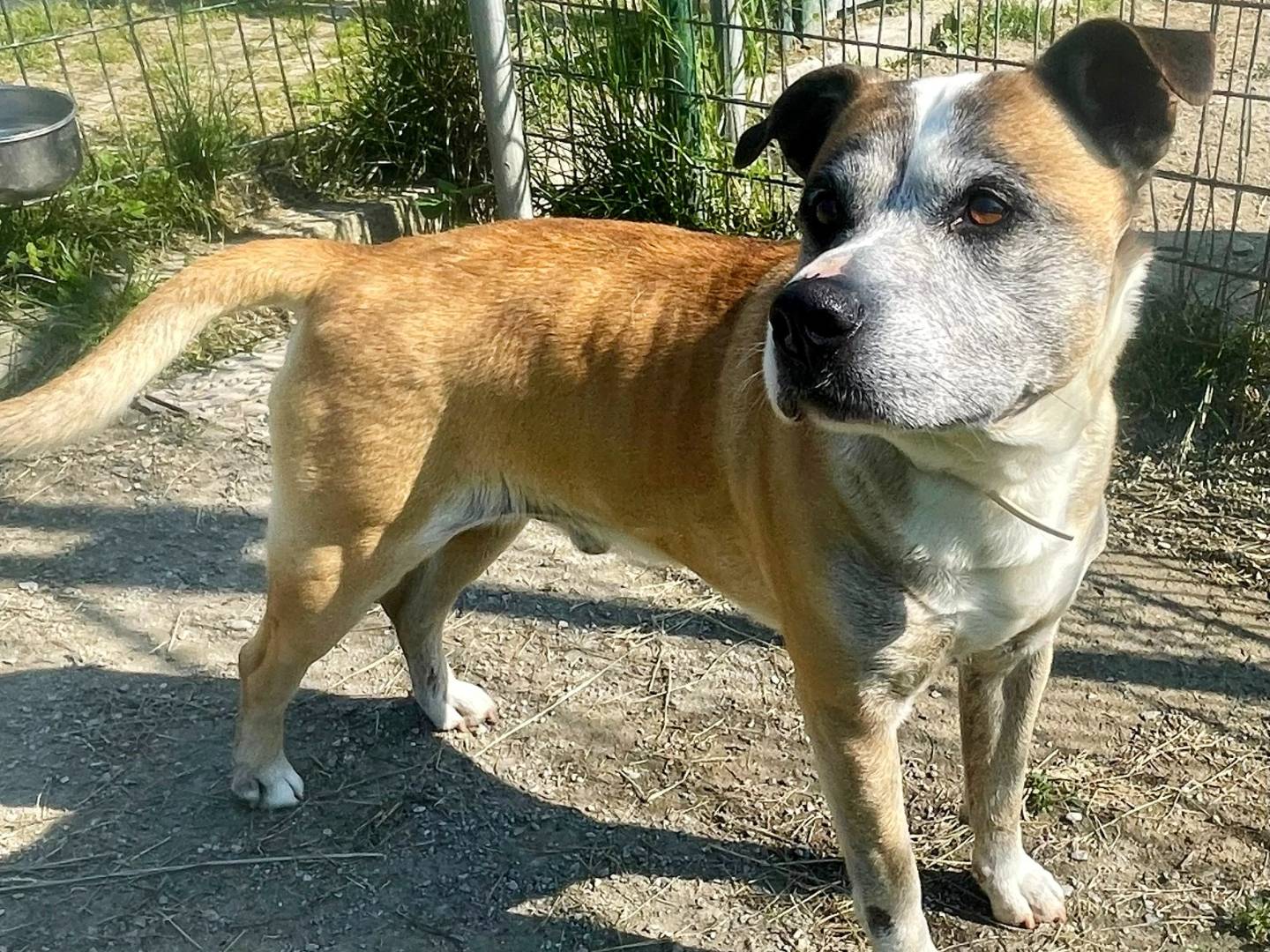Vuoi adottare un cane a Torino?