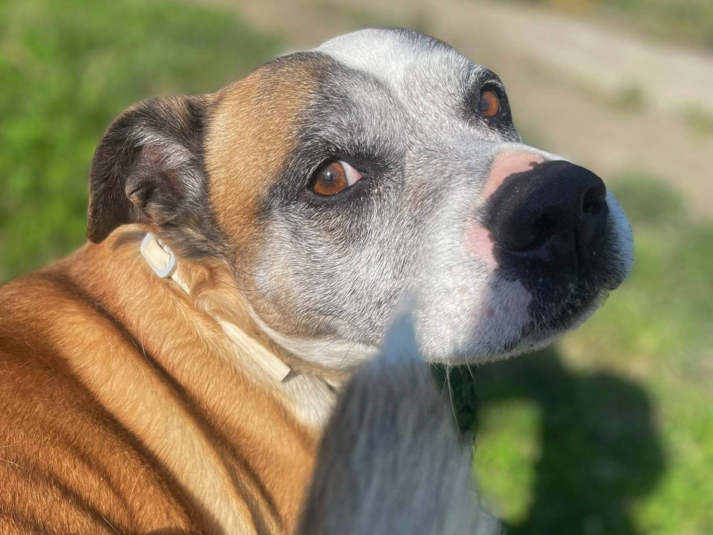 Adotta il cane Saretto a Torino