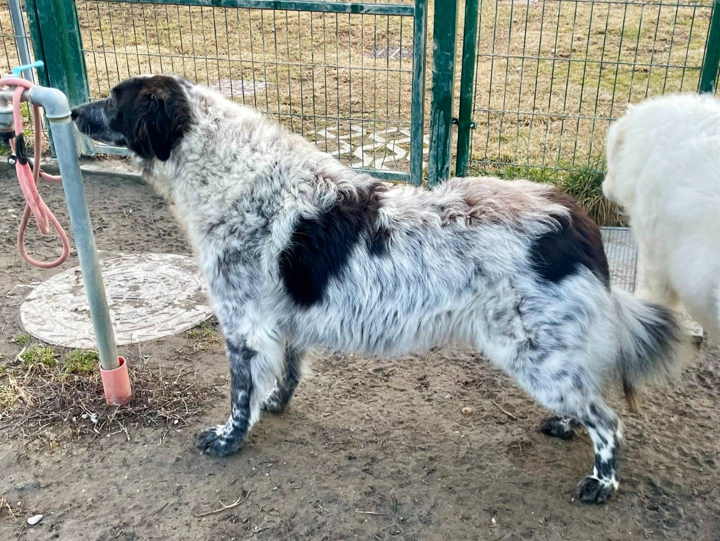 Adotta un cane, femmina, 5 anni  e 11 mesi , Torino