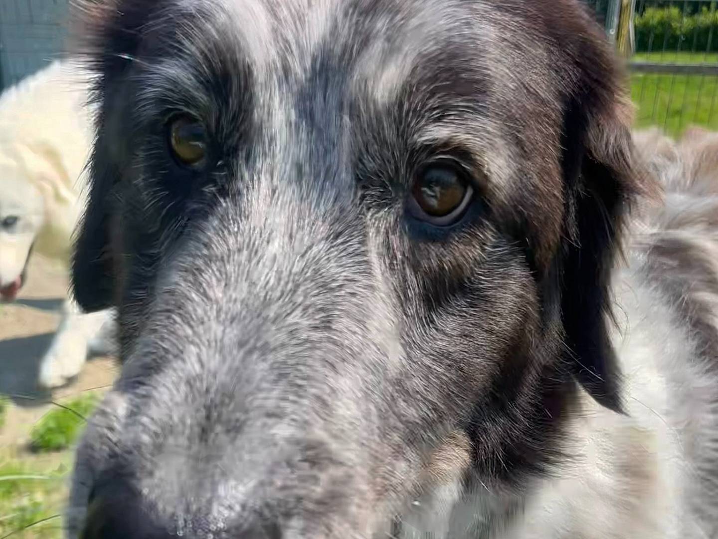 Adotta un cane, taglia gigante, femmina, Torino