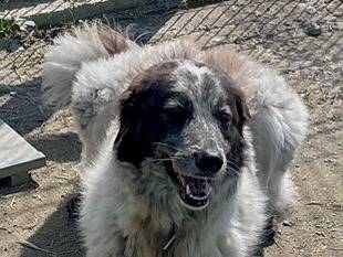 Adotta il cane Dafne a Torino