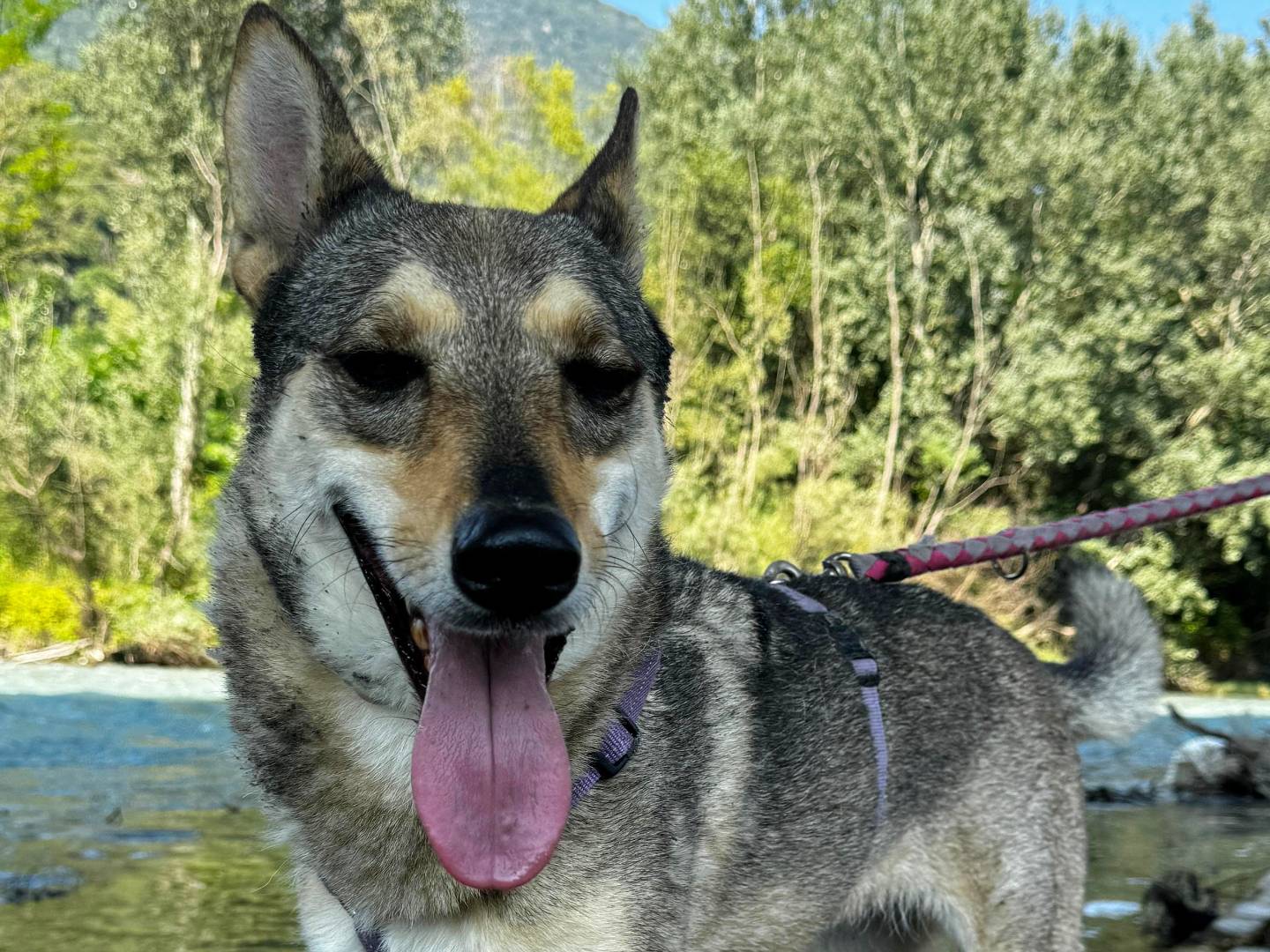 Adotta un cane, taglia media, femmina, Torino