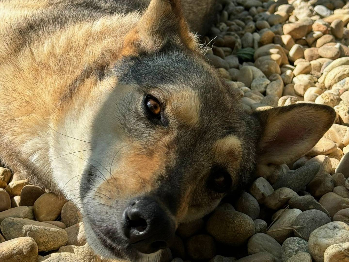 Vuoi adottare un cane a Torino?
